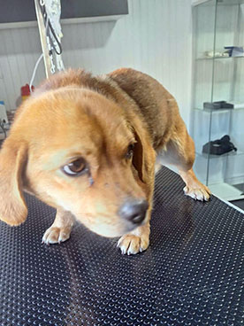 Asociatia Blanosii Nordului ONG salvam