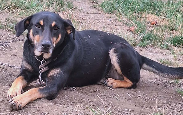 Asociatia Blanosii Nordului ONG salvam