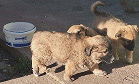 Asociatia Blanosii Nordului ONG salvam